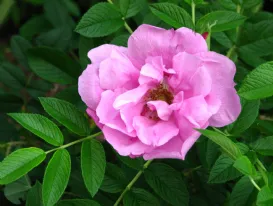 Rosa Pink Roadrunner