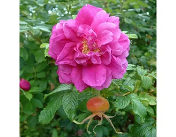 Rose Roseraie de l'Haÿ