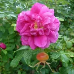 Rose Roseraie de l'Haÿ