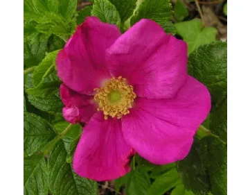 Scabrosa - rugosa Superba - rugosa “Rubra Scabrosa”