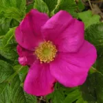 Scabrosa - rugosa Superba - rugosa “Rubra Scabrosa”