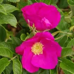 Scabrosa - rugosa Superba - rugosa “Rubra Scabrosa”