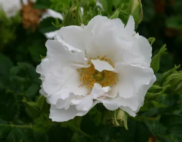 Rosa White Roadrunner