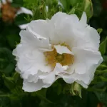 Rosa White Roadrunner