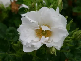 Rosa White Roadrunner