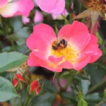 Bienenweide Bicolor