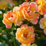 Bienenweide® Fruity  –  Bees' Paradise Rose® Enjoy
