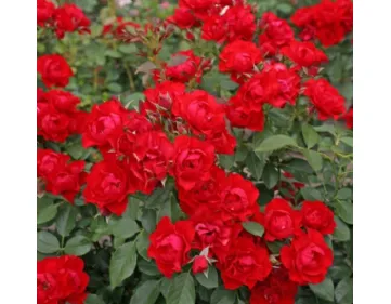 Rose Black Forest