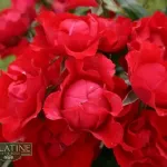 Rose Black Forest