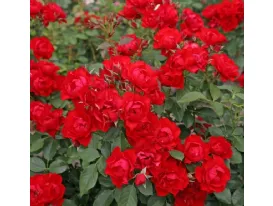 Rose Black Forest