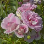 Rosa Bonica