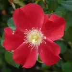 Rose Candia Meillandécor Meiboulka