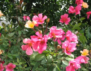 Rose Chinensis Mutabilis