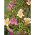 Rose Chinensis Mutabilis