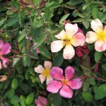 Rose Chinensis Mutabilis