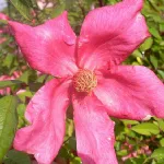 Rose Chinensis Mutabilis