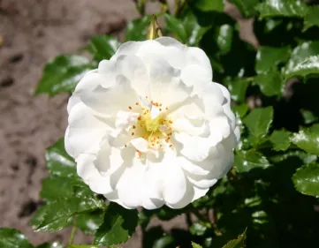 Rosa Diamant