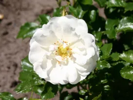 Rosa Diamant