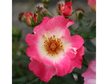 Rose Dolomiti