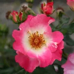 Rose Dolomiti