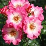 Rose Dolomiti