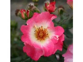 Rose Dolomiti