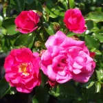 Rose Heidetraum