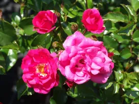 Rose Heidetraum