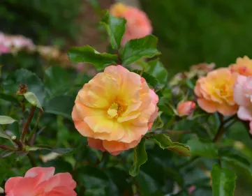 Rosa Peach Drift