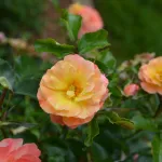 Rosa Peach Drift