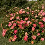 Rosa Peach Drift