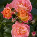 Rosa Peach Drift