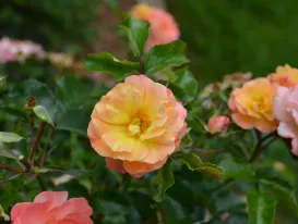 Rosa Peach Drift