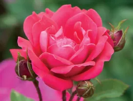 Rosa Pink Double Knock Out
