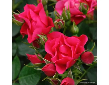 Pink Forest Rose®