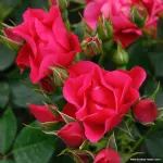 Pink Forest Rose®