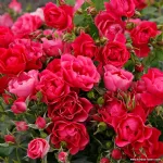 Pink Forest Rose®