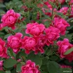 Pink Forest Rose®