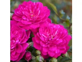 Rose Purple Rain