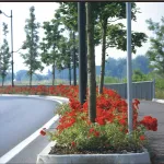 Red Mirato® – CentrO®  Rose  - TANonorez
