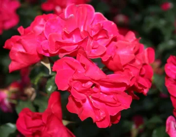 Rose Rotilia