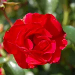 Rose Rotilia