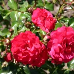Rose Toscana - Gärtnerfreude