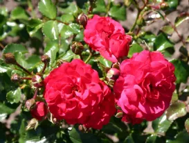 Rose Toscana - Gärtnerfreude