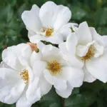 Rose White Knock Out