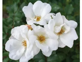 Rose White Knock Out