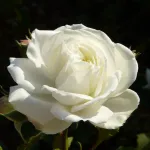 Rose White Meidiland