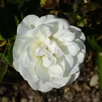 Rose White Meidiland