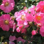 Bienenweide rosa
