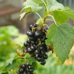 Ribes nero